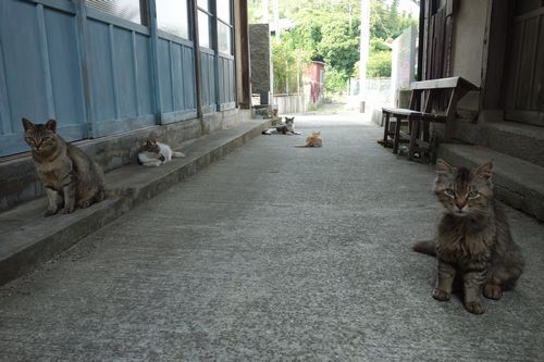 路地裏にたたずむ猫たち