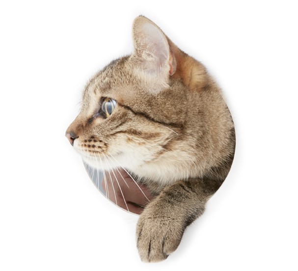 悪い事をしておりながら、自分はどこまでも善人だと考えているものがある。