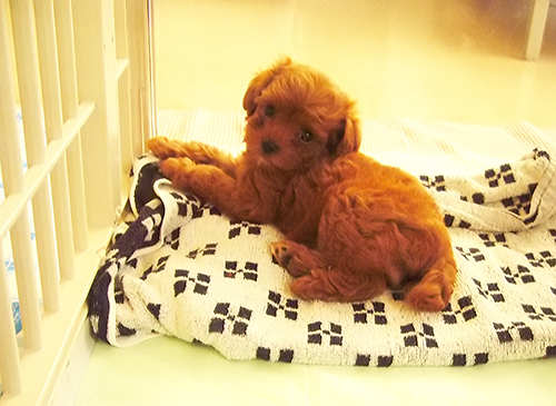 「ぷりちゃん」と呼んでもほとんど反応しなかったパピーのころ。何かに反応して珍しくカメラ目線が撮れた貴重ショット。