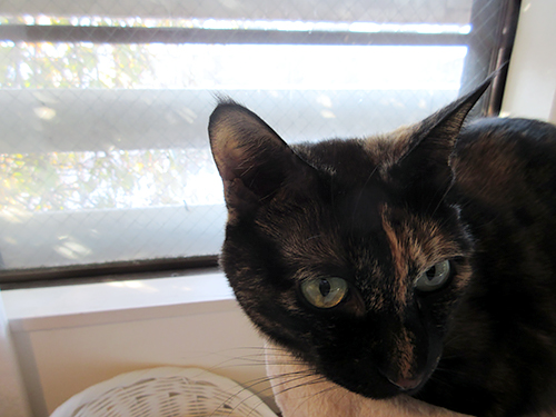 窓辺でくつろぐあんず