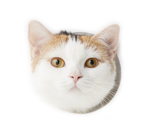 餅屋は餅屋、猫は猫で、猫の事ならやはり猫でなくては