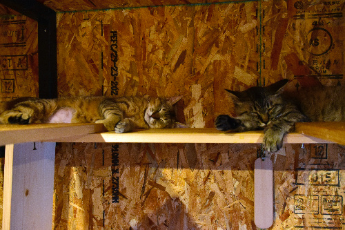 無防備に眠る猫