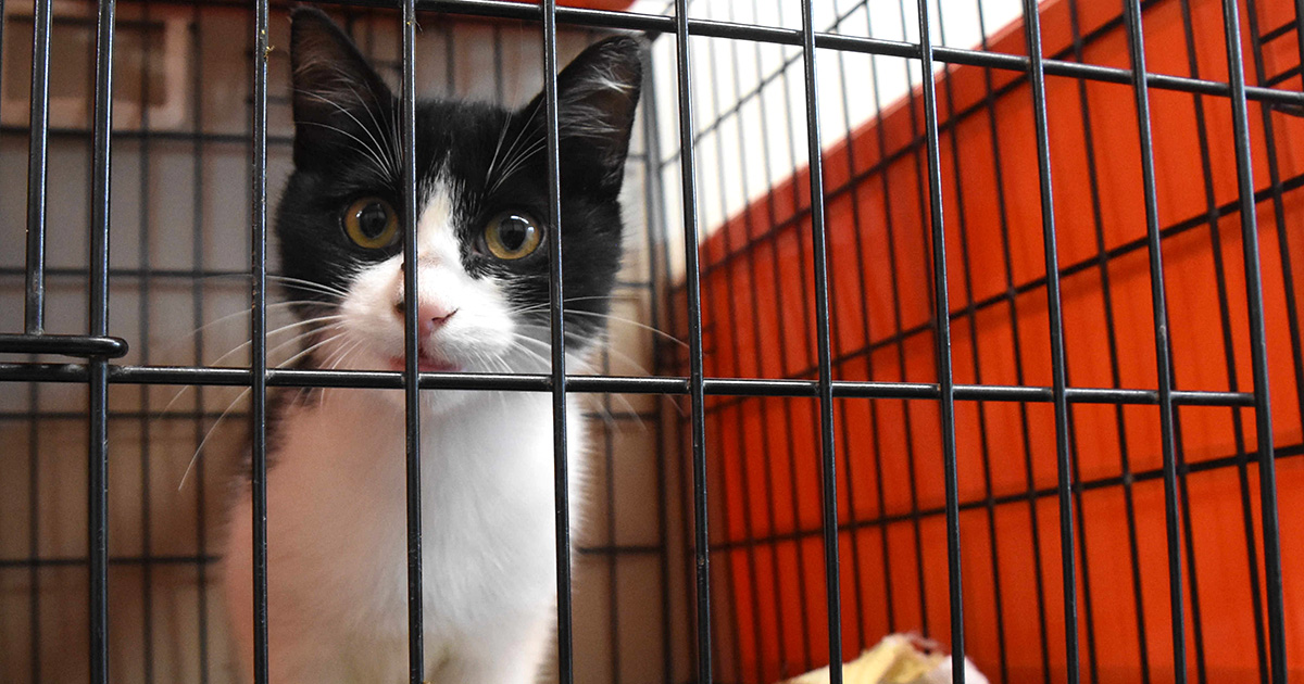 火葬場に向かうトラックで殺処分 死と隣り合わせの動物たち 犬 猫との幸せな暮らしのためのペット情報サイト Sippo