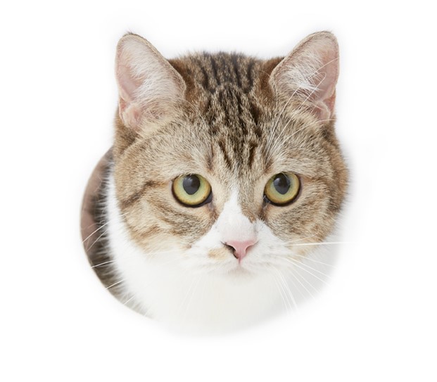 吾輩目下の状態はただ休養を欲するのみである。こう眠くては恋も出来ぬ。