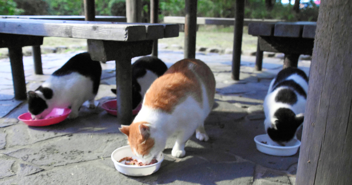 責任もって飼育を 野良猫たちを助ける新潟の取り組み 犬 猫との幸せな暮らしのためのペット情報サイト Sippo