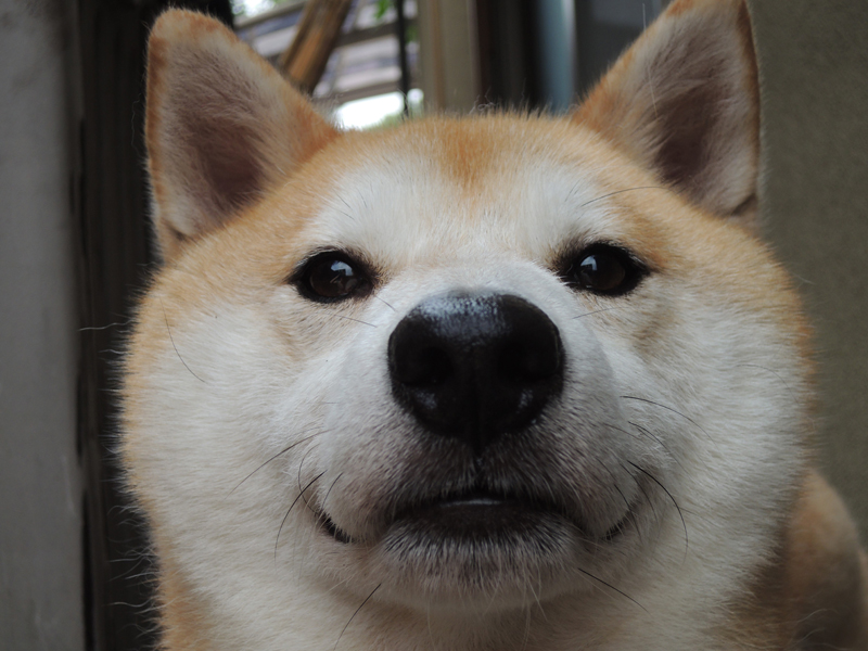 「はたらく柴田部長」より＝小学館提供