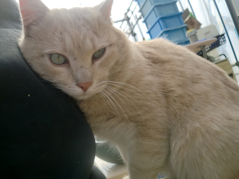 『縁側ネコ一家　ありのままハハケルとマイケルとミカンたち』（さくら舎）より