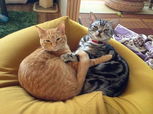 アメショの“パズー”(右）は食べることが大好きなお笑い系、元野良猫で茶トラの“シータ”は才色兼備のお姫様