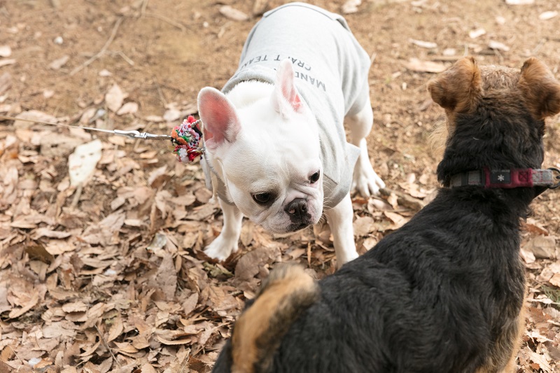 他のワンちゃんとも積極的にコミュニケーション
