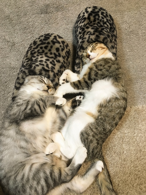 コサック姉妹サバトラ　「ココニャさんちの障子破り軍団」（ココニャ/　河出書房新社）