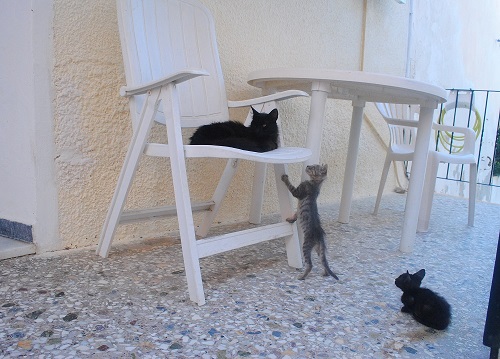 おかあさーん、ちょっと降りてきてくださいな。まだ登れないの