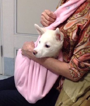 家にきてしばらく、抱っこ袋に入っていました