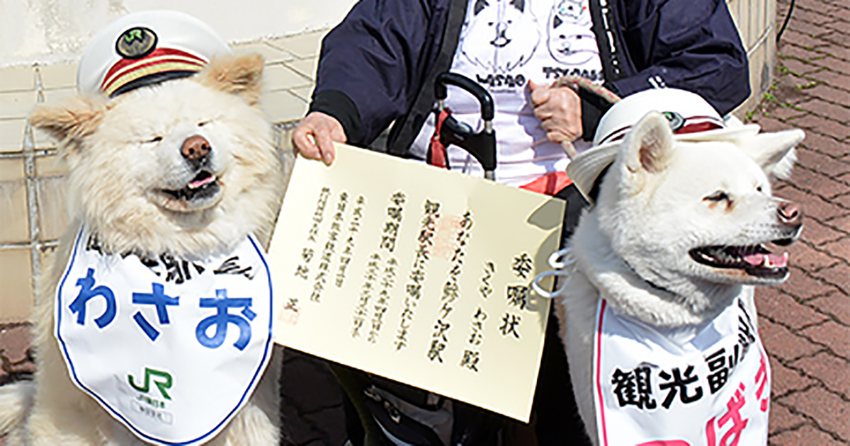 もこもこ秋田犬 わさお のお母さん 菊谷節子さんが死去 犬 猫との幸せな暮らしのためのペット情報サイト Sippo