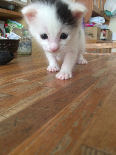 ミルクボランティア宅で