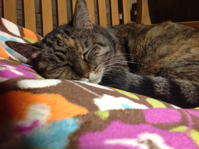 ミーコのお気に入りの居間の椅子には、以前、お母さんがよく座っていた