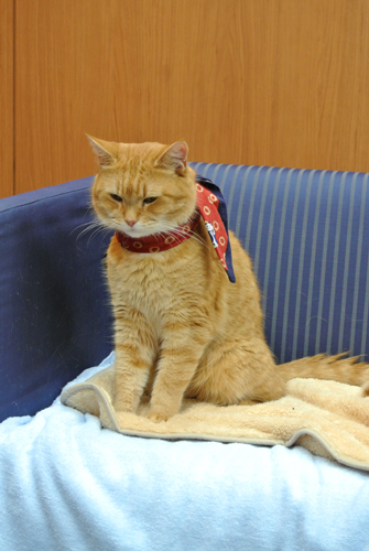 映画公開前に来日、インタビューにも同席したボブ