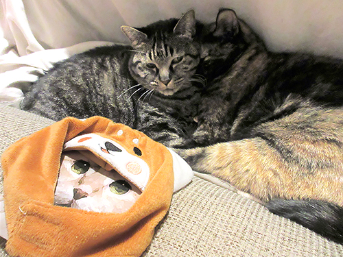 ほんの少し、こういう風にかぶってほしかっただけなのよ