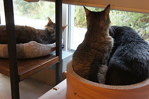 店の外から猫が見えるので、立ち止まって見て行く人も多いとか