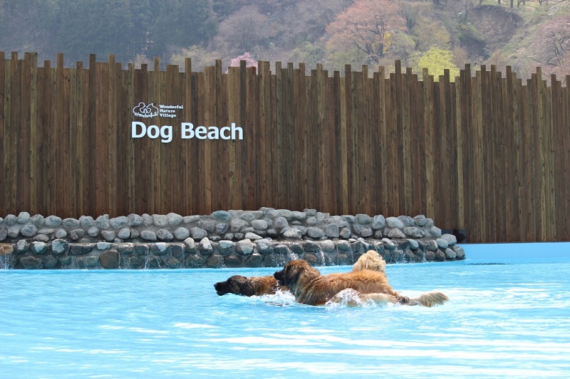 都内最大級のドッグプールは2種類。写真は全犬種が楽しめる「ドッグビーチ」