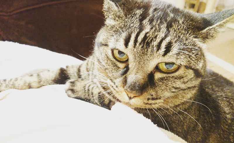 にらんでいるわけではないんです。こんな顔なんです。