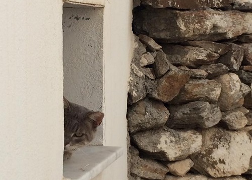 熱を防ぐ分厚い壁にあいた深い窓に、自分の家のように居座る猫。「何だ？あの女たちは…」といぶかしげに観察されました（レフケス）