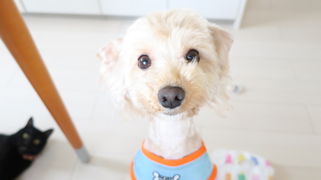 とってもお茶目なバニラ君