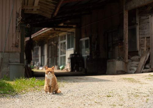 東京に帰る時に、いつも後ろ髪をひかれた　写真＝上村雄高