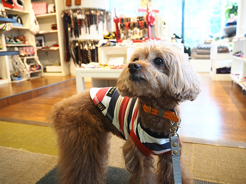 ペットグッズのお店で。Ｔシャツの試着完了！ どう？ 似合う？