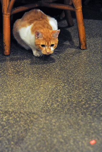 レーザー・ポインターの光を追う海ちゃん