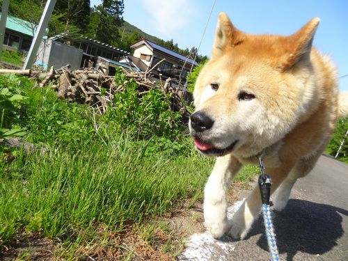 ＳＯＲＡアニマルシェルター提供