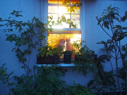 珈琲豆店の「小太朗」と「チャイ」（辰巳出版 / 佐竹茉莉子)