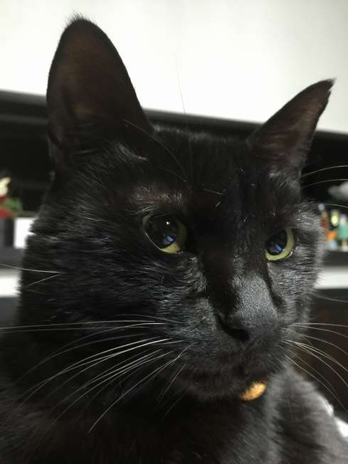 石榴＝１６年１月