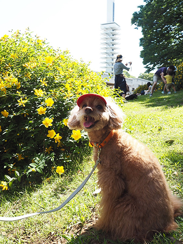 「ワンコの聖地」、駒沢オリンピック公園にやってきたワン！
