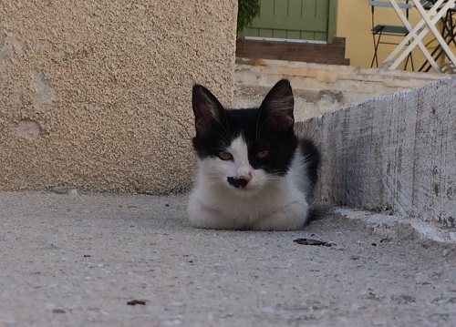 この子は大抵、この「なんだようっ」という表情をします。それも可愛い