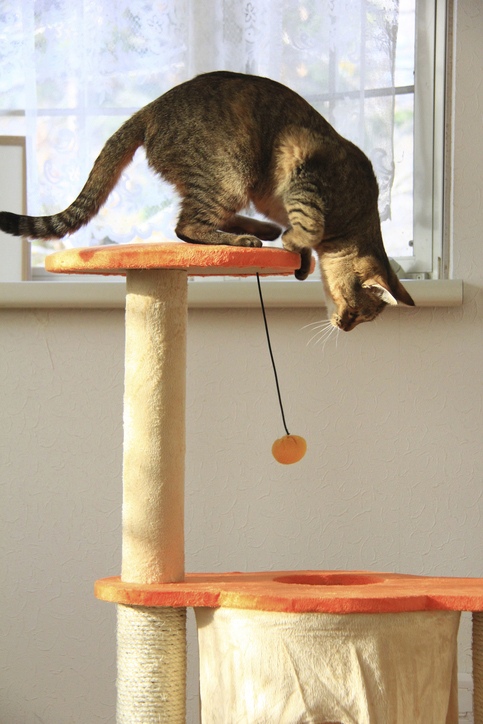 「なぜ？の図鑑」学研プラス提供