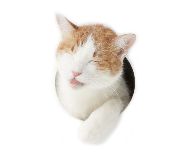 例の如く椽側へ出て午睡をして虎になった夢を見ていた。主人に鶏肉を持って来いというと、主人がへえと恐る恐る鶏肉を持って出る。