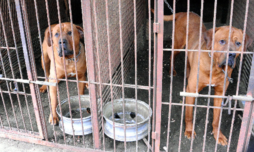 土佐犬 脱走の恐れ2カ所 事故のあった青森県調査 犬 猫との幸せな暮らしのためのペット情報サイト Sippo 土佐犬 脱走の恐れ2カ所 事故のあった青森県調査 犬 猫との幸せな暮らしのためのペット情報サイト Sippo