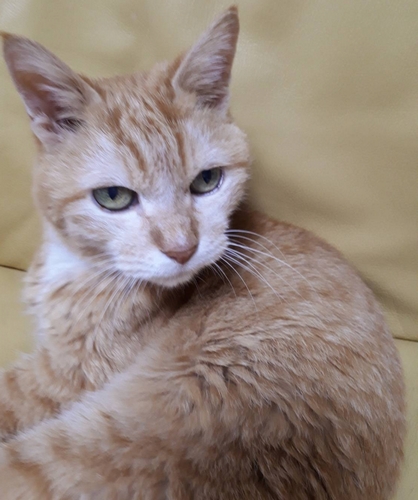 ベルがいなくなり、今はママと寝ているミミ