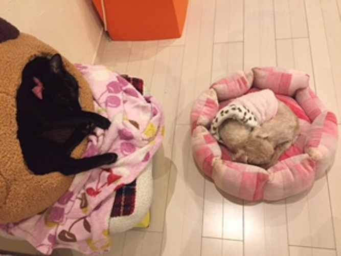 つかず離れず、のほどよい距離でお昼寝中