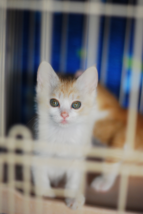 集英社みらい文庫提供