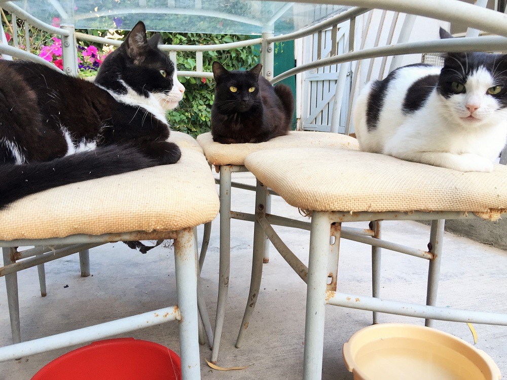 我が家では、いつでもごはん待ちの列が発生しています