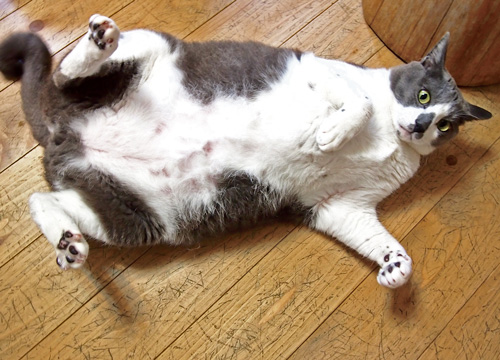 お客さんが来ると、うれしくてすぐにゴロン