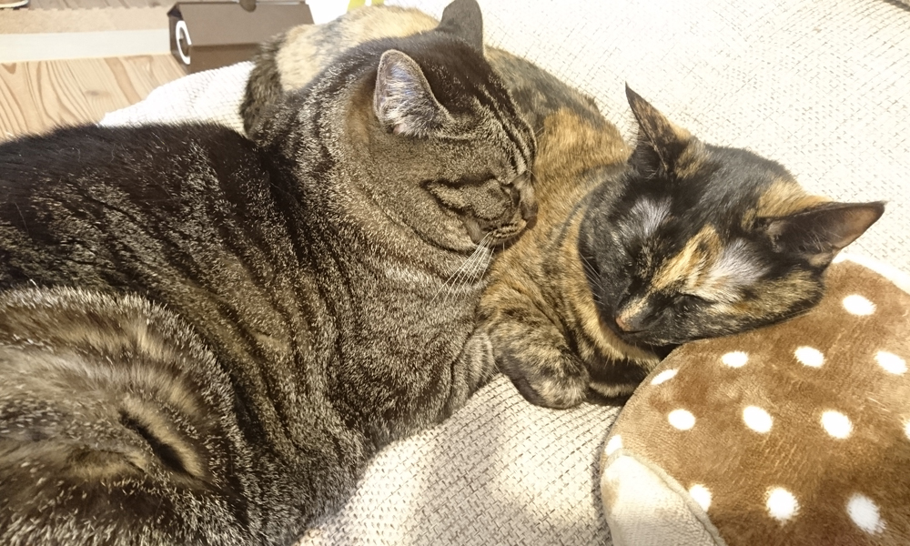 お互いを枕にして寝ます。