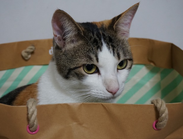 「ロッシ―ねえさんに会ってみたかったな」