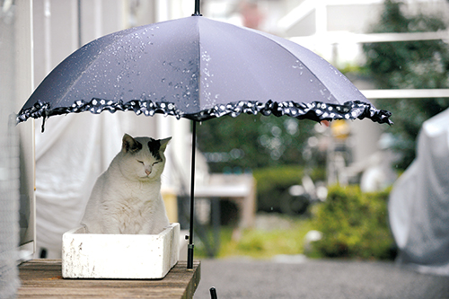 いじめられ続けた優しい猫「ぽー」 ごついカメラマンが救った  犬・猫 