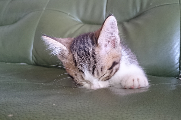 ソファでスヤスヤ