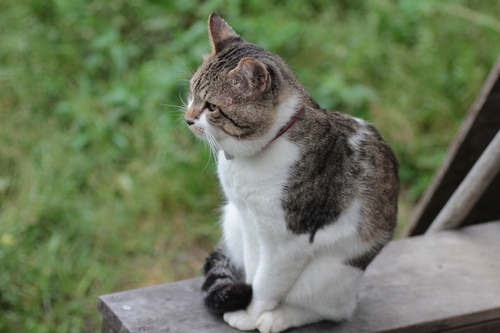 震災の少し前、表の空気を吸うぶさお（丹竜治さん撮影）