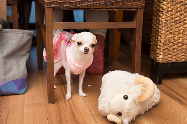 『チワワスタイル』から