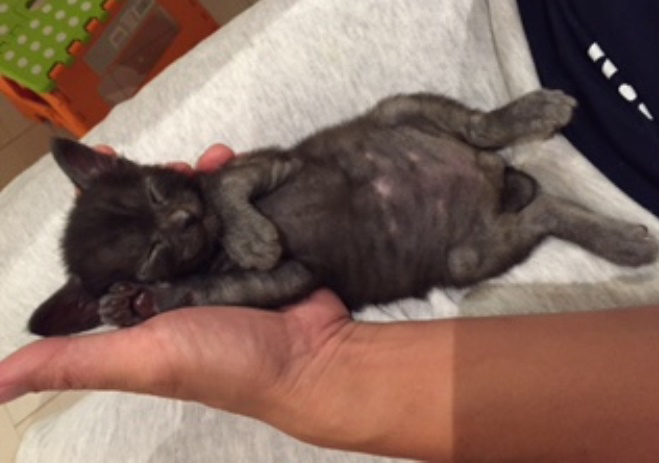 子供のころ（手で大きさを測っているのはお父さん）