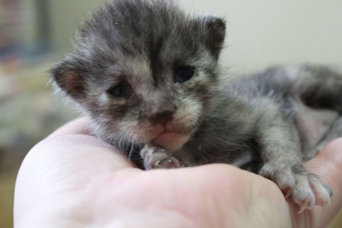 生後１１日　さび